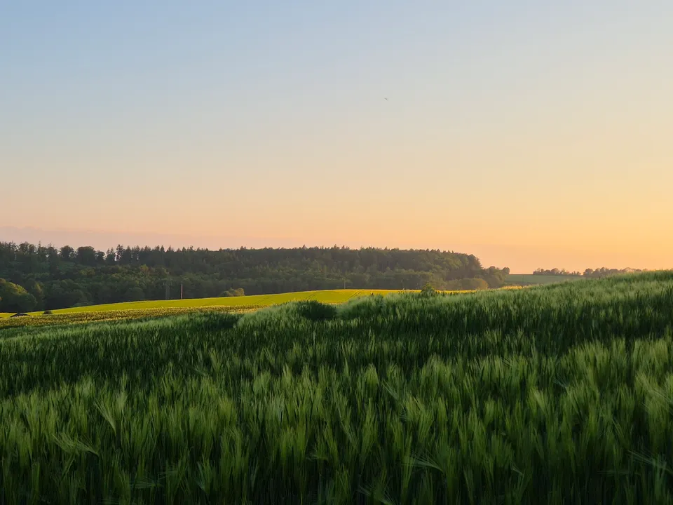 Rapsfeld im Frühling rund um Natingen